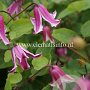 Clematis 'Etoile Rose' GM 2,0L leverbaar