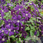 Clematis 'Etoile Violette' GM 2,0L leverbaar