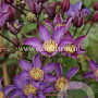 Clematis Exciting GM 2,0L leverbaar