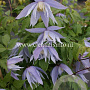Clematis 'Eximia' GM 2,0L leverbaar
