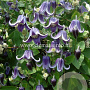 Clematis 'Fascination' GM 2,0L leverbaar