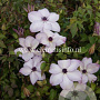 Clematis 'Fond Memories' GM 2,0L leverbaar