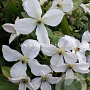 Clematis Forever Friends GM 2,0L leverbaar