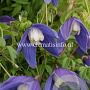 Clematis 'Frances Rivis' GM 2,0L leverbaar
