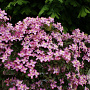 Clematis 'Freda' GM 2,0L leverbaar