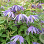 Clematis 'Georg' GM 2,0L leverbaar