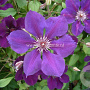 Clematis 'Gipsy Queen' GM 2,0L leverbaar
