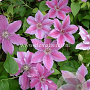 Clematis 'Girenas' GM 2,0L leverbaar