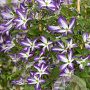 Clematis (Vit) Glorious Cloud GM 2,0L leverbaar