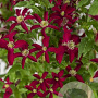 Clematis (Vit) Glorious Red GM 2,0L leverbaar
