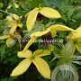 Clematis 'Golden Harvest' GM 2,0L leverbaar