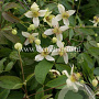 Clematis 'Grace' GM 2,0L leverbaar