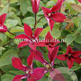 Clematis 'Gravetye Beauty' GM 2,0L leverbaar