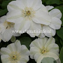 Clematis 'Guernsey Cream' GM 2,0L leverbaar