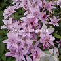 Clematis 'Hagley Hybrid' GM 2,0L leverbaar