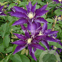 Clematis 'Haku-ookan' GM 2,0L leverbaar