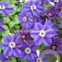 Clematis Happy Birthday GM 2,0L leverbaar
