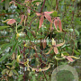 Clematis 'Harry Smith' GM 2,0L leverbaar