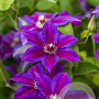 Clematis (ELF) Have Fun GM 2,0L leverbaar