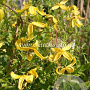 Clematis 'Helios' GM 2,0L leverbaar