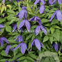 Clematis 'Helsingborg' GM 2,0L leverbaar