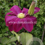 Clematis 'Hoshi-no-flamenco' GM 2,0L leverbaar