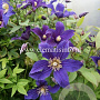 Clematis Hudson River GM 2,0L leverbaar