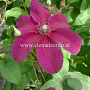 Clematis 'Huvi' GM 2,0L leverbaar