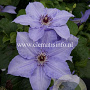 Clematis 'Hybrida Sieboldii' GM 2,0L leverbaar