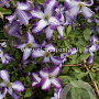 Clematis I Am Lady J GM 2,0L leverbaar
