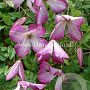 Clematis I Am Lady Q GM 2,0L leverbaar