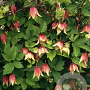 Clematis I Am Red Robin GM rozenpot 2L