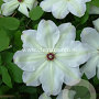 Clematis 'Ibi' GM 2,0L leverbaar