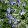 Clematis integrifolia GM 2,0L leverbaar