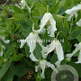 Clematis integrifolia 'Alba' GM 2,0L leverbaar