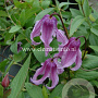 Clematis integrifolia 'Rosea' GM 2,0L leverbaar