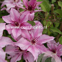 Clematis Isabella GM 2,0L leverbaar