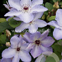 Clematis 'Ivan Olsson' GM 2,0L leverbaar