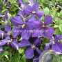 Clematis 'Jackmanii' GM 2,0L leverbaar