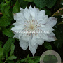 Clematis 'Jackmanii Alba' GM 2,0L leverbaar
