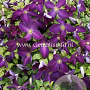 Clematis Jackmanii Purpurea GM 2,0L leverbaar