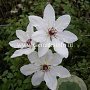 Clematis 'James Mason' GM 2,0L leverbaar