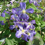 Clematis 'Jenny' GM 2,0L leverbaar