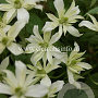 Clematis 'Jenny Keay' GM 2,0L leverbaar