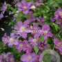 Clematis Jolly Good GM 2,0L leverbaar