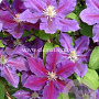 Clematis 'Julka' GM 2,0L leverbaar