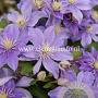 Clematis 'Justa' GM 2,0L leverbaar