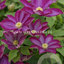 Clematis 'Kakio' GM 2,0L leverbaar