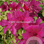 Clematis 'Kardynal Wyszynski' GM 2,0L leverbaar