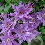 Clematis 'Kathleen Dunford' GM 2,0L leverbaar